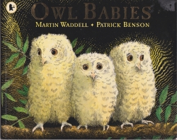 OWL BABIES
